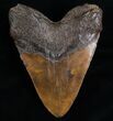 Megalodon Tooth #6986-2